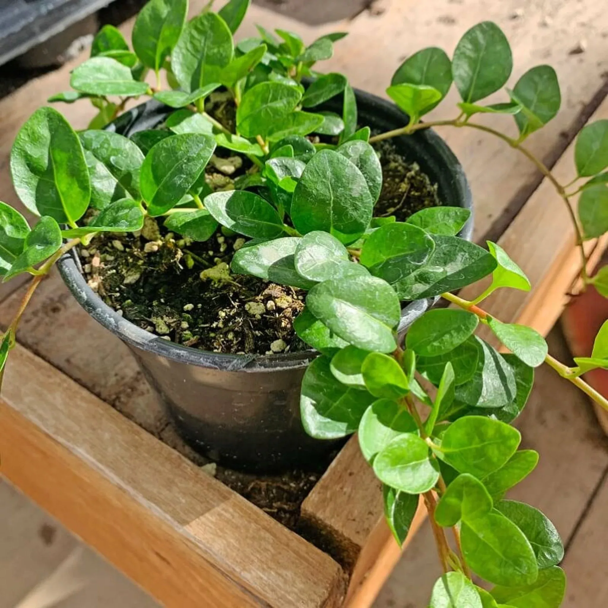 Dwarf Periwinkle