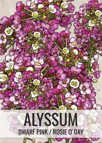 dwarf-pink-alyssum-seeds-planting-lobularia-maritima Dwarf Pink Alyssum Seeds For Planting (Lobularia maritima)