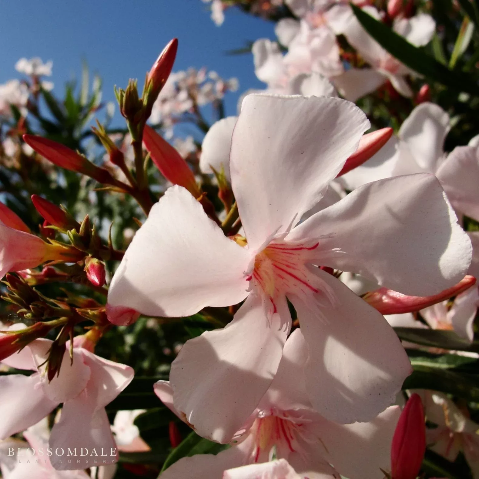dwarf-pink-ice-oleander Dwarf Pink Ice Oleander