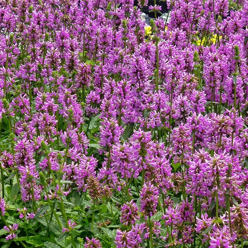 dwarf-pink-lamb-s-ear Dwarf Pink Lamb's Ear