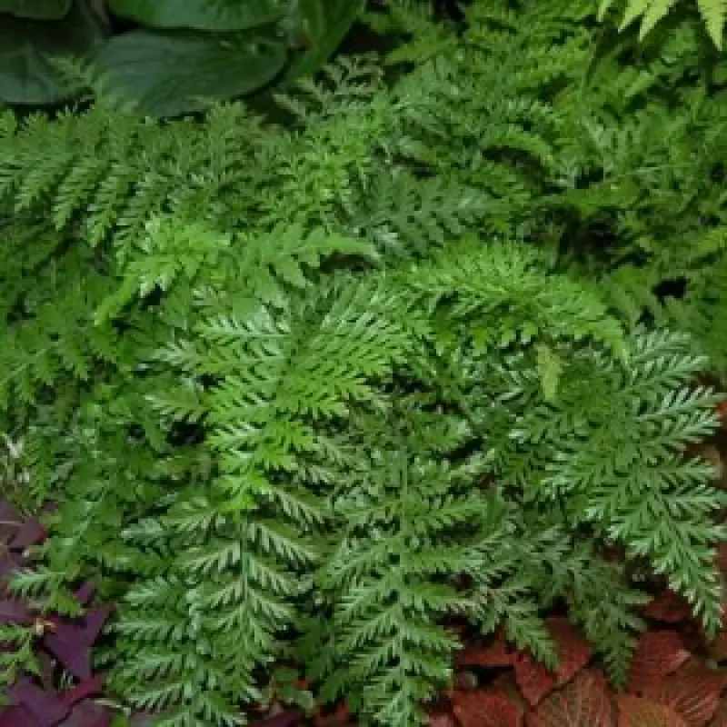 Dwarf River Fern