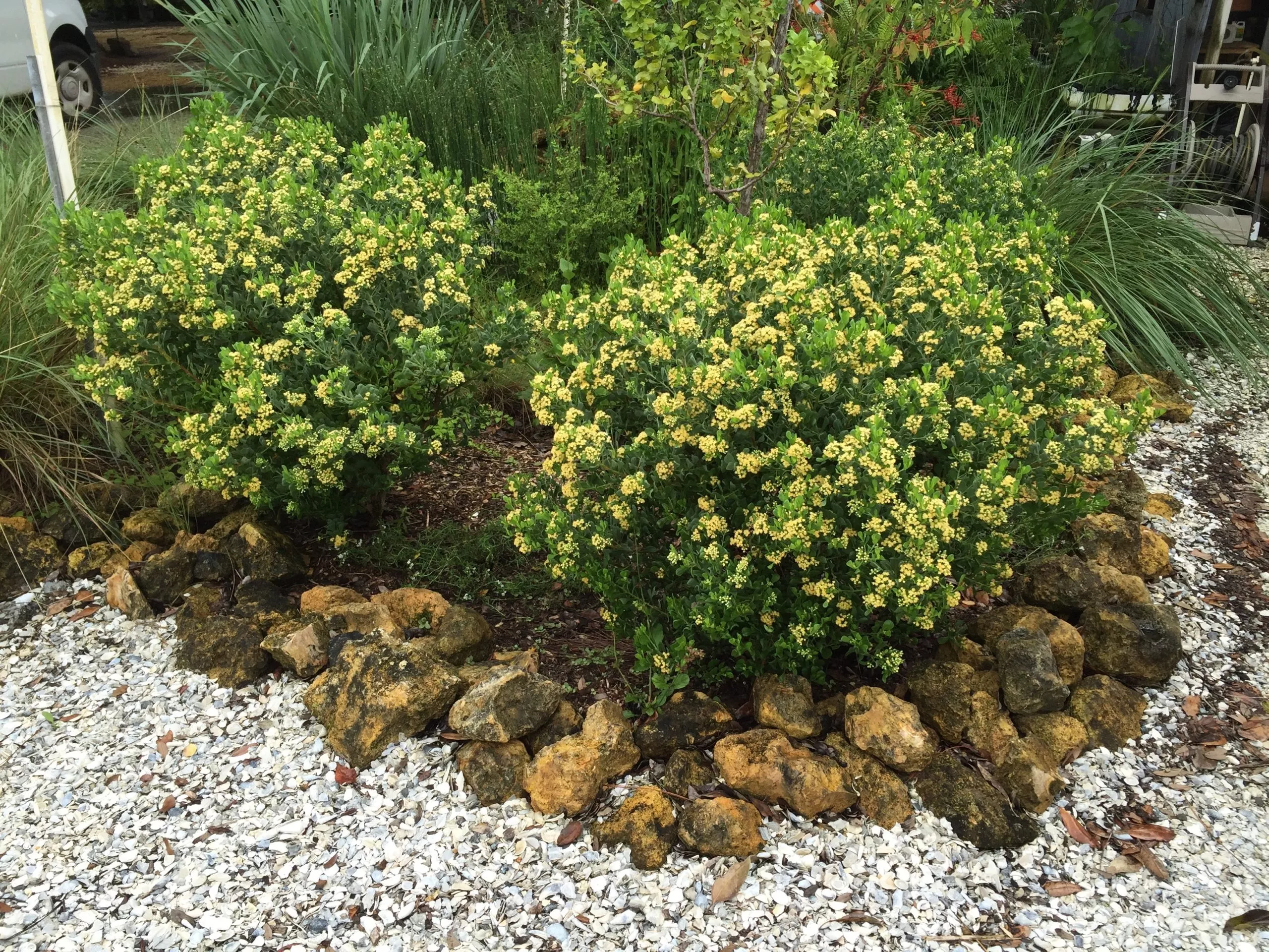 dwarf-saltbush Dwarf Saltbush
