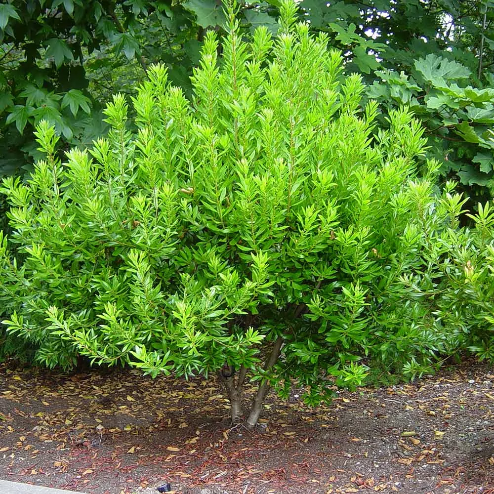 dwarf-southern-wax-myrtle Dwarf Southern Wax Myrtle