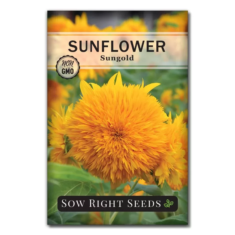 dwarf-sungold-sunflower Dwarf Sungold Sunflower