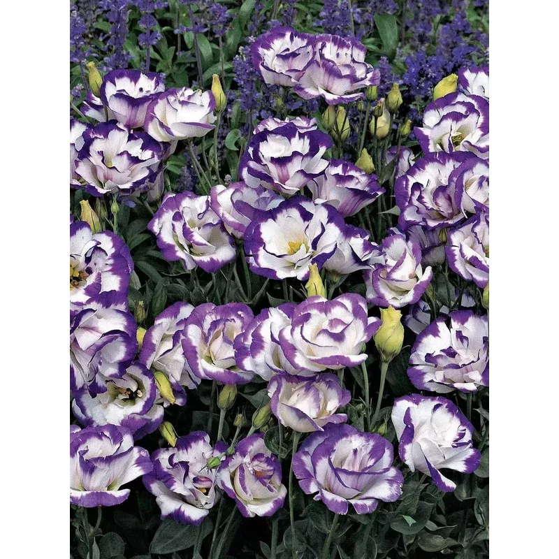 dwarf-texas-bluebells-carmen-blue-rim Dwarf Texas Bluebells 'Carmen Blue Rim'