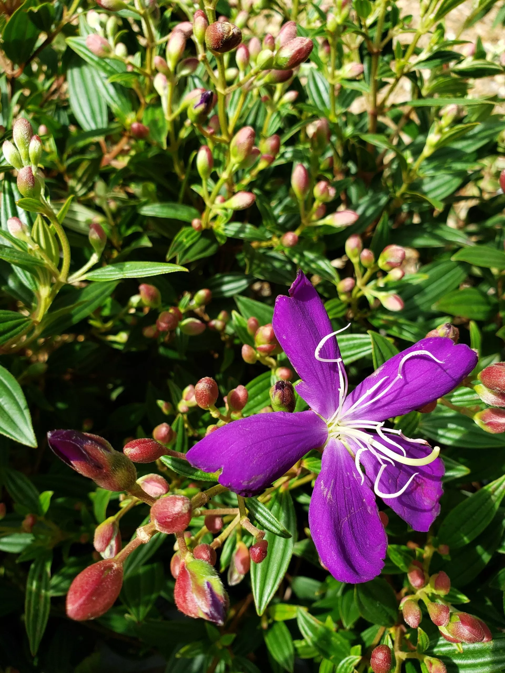 dwarf-tibouchina Dwarf Tibouchina
