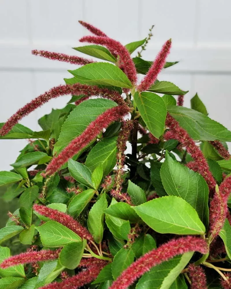 dwarf-trailing-chenille-plant Dwarf Trailing Chenille Plant