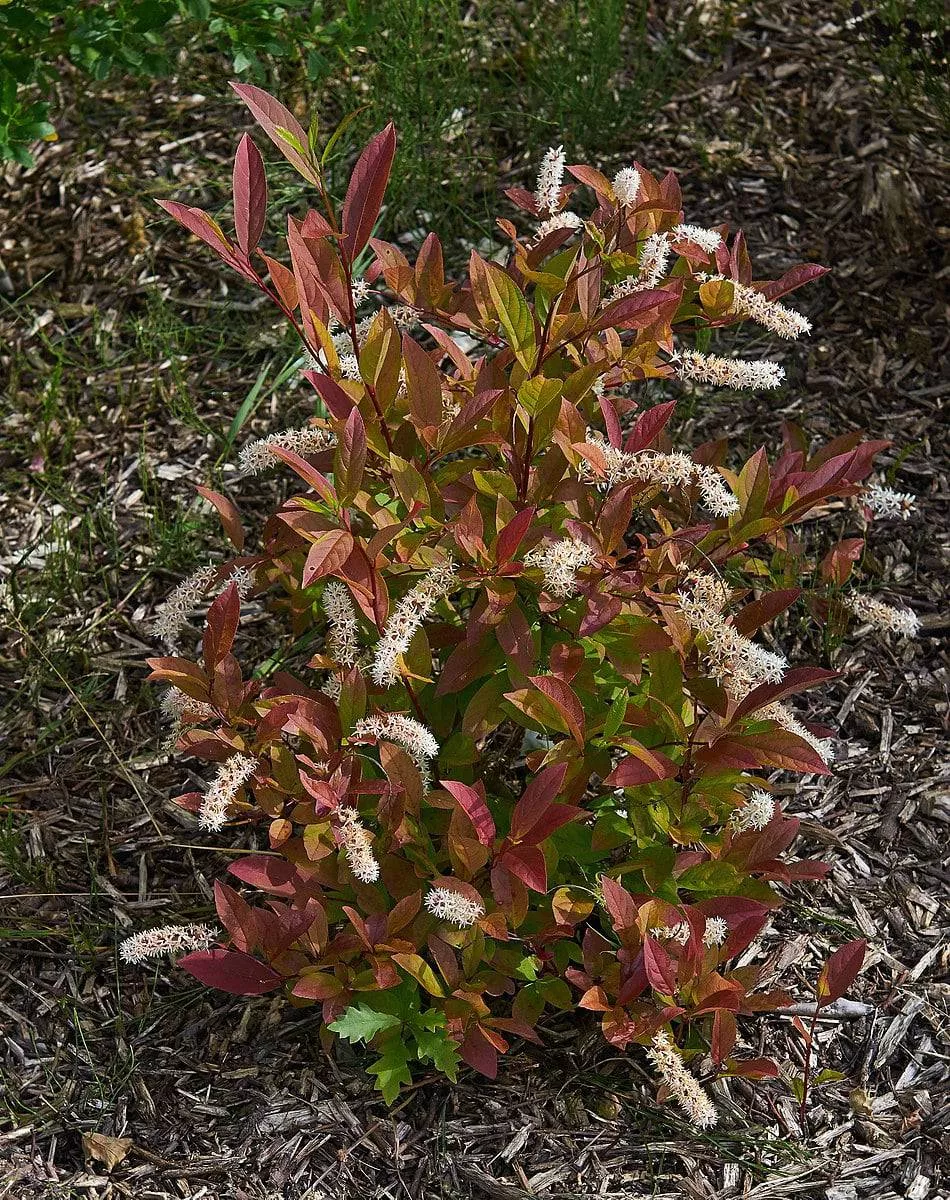 dwarf-virginia-sweetspire Dwarf Virginia Sweetspire