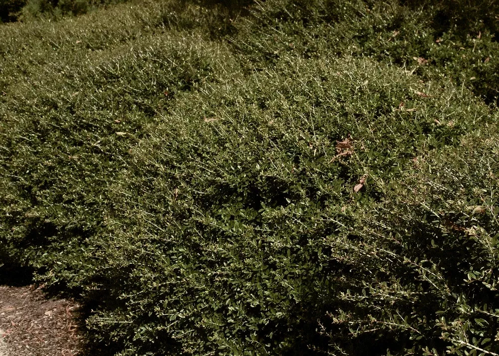 dwarf-yaupon-holly Dwarf Yaupon Holly