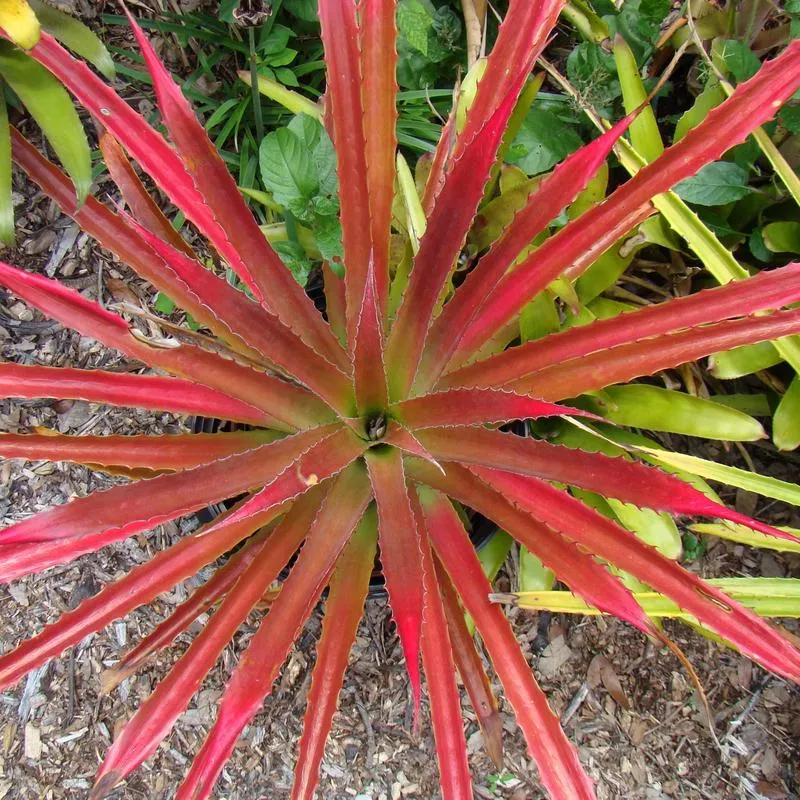 dyckia-red Dyckia 'Red'