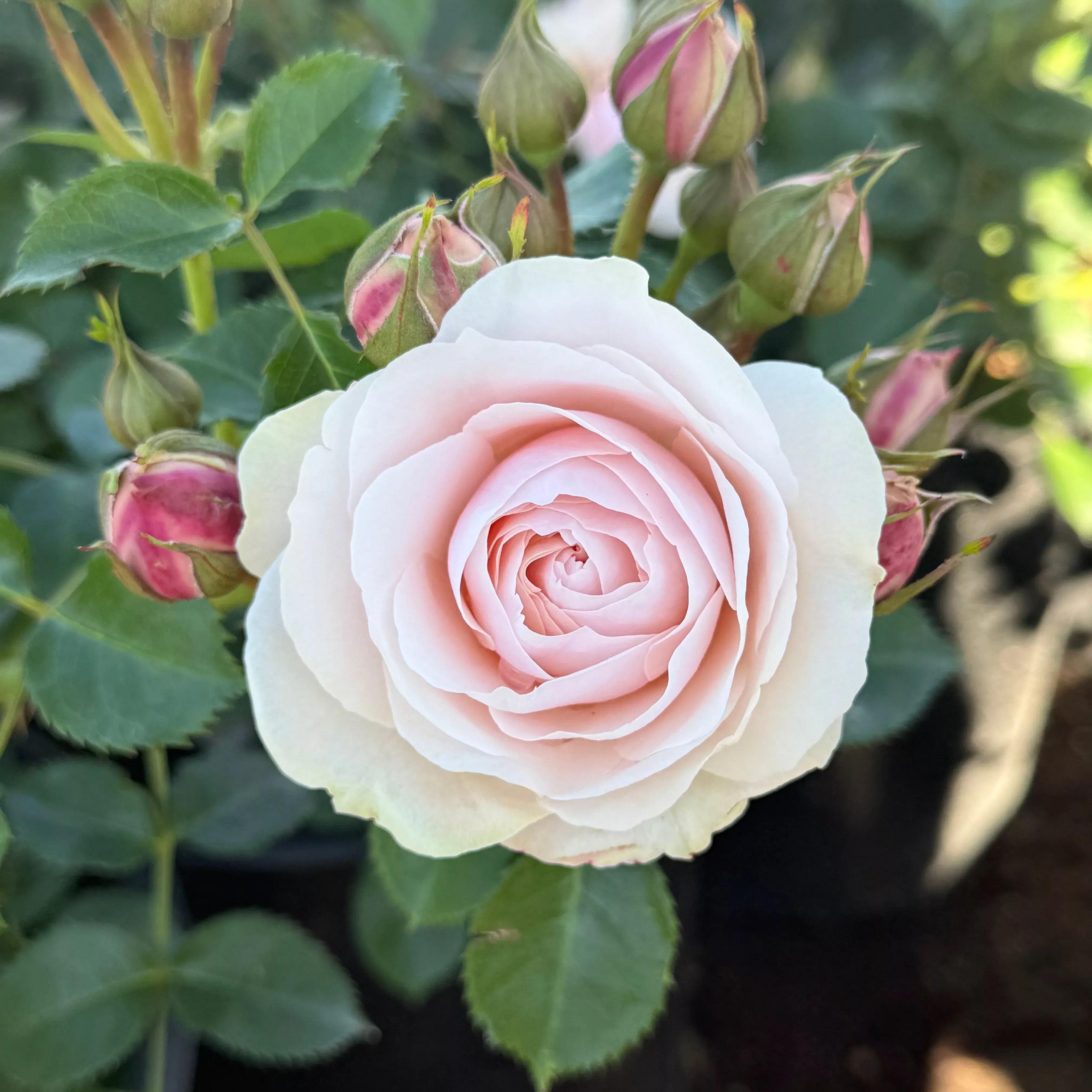 dylan-rose-potted-rose-bush Dylan Rose Potted Rose Bush