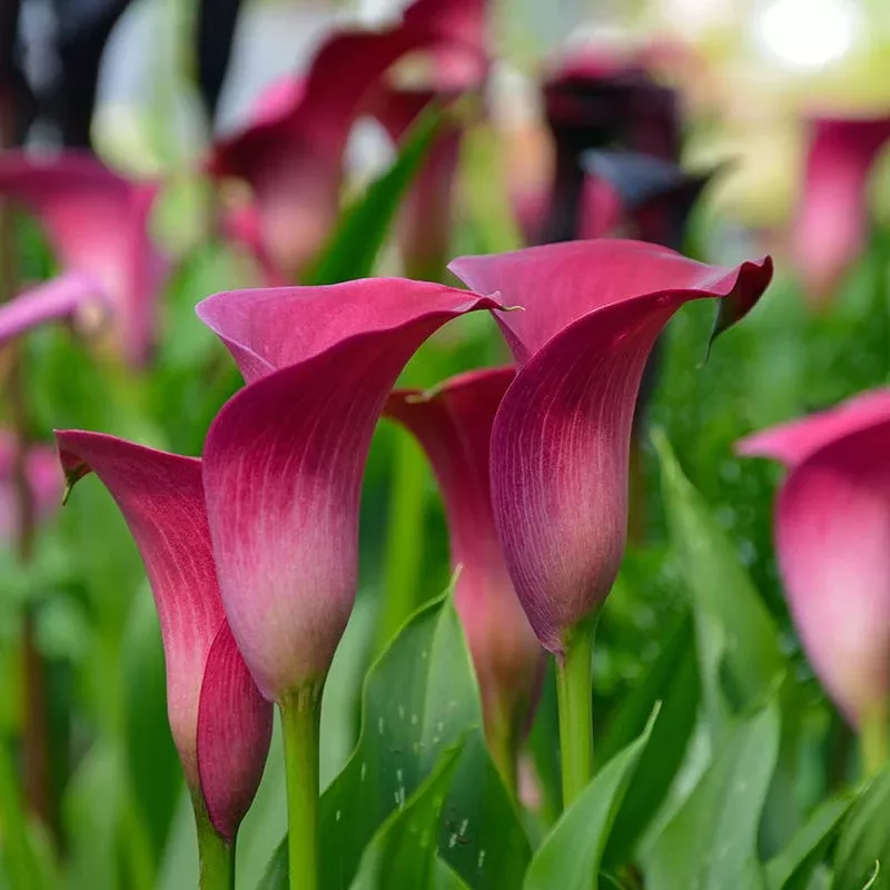 dynasty-calla-lily Dynasty Calla Lily