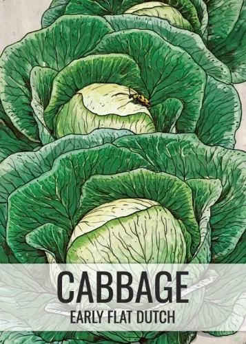 early-flat-dutch-cabbage-seeds-planting-brassica-oleracea Early Flat Dutch Cabbage Seeds For Planting (Brassica oleracea)