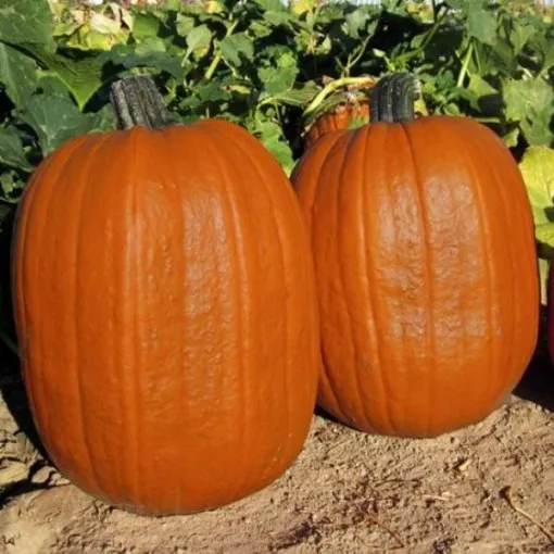 early-giant-pumpkin-seeds Early Giant Pumpkin Seeds