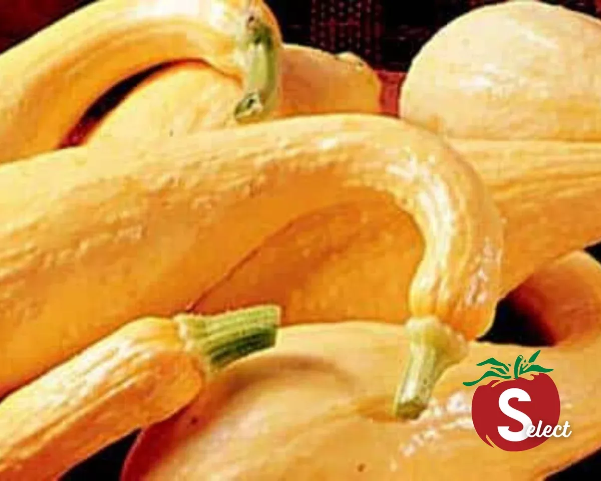early-golden-summer-crookneck-squash-seeds Early Golden Summer Crookneck Squash Seeds