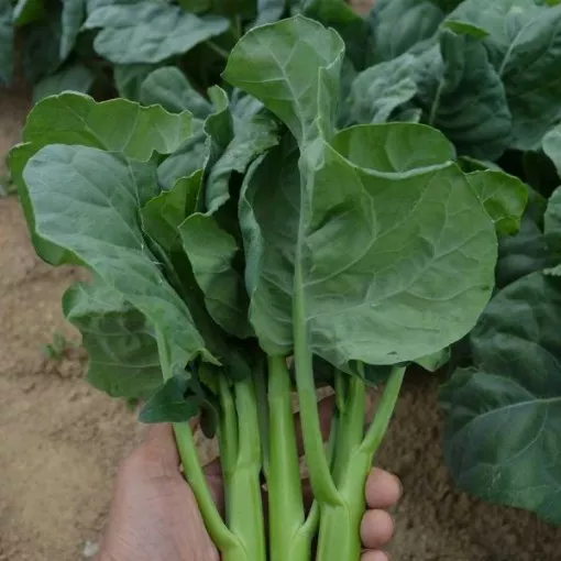 Early Jade Chinese Broccoli Seeds