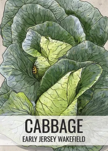 early-jersey-wakefield-cabbage-seeds-planting-brassica-oleracea Early Jersey Wakefield Cabbage Seeds For Planting (Brassica oleracea)
