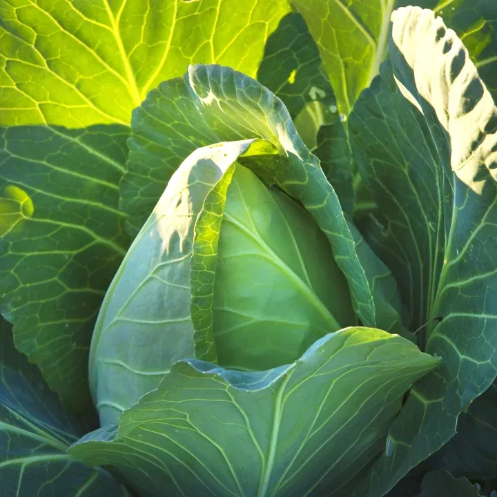 early-jersey-wakefield-cabbage Early Jersey Wakefield Cabbage