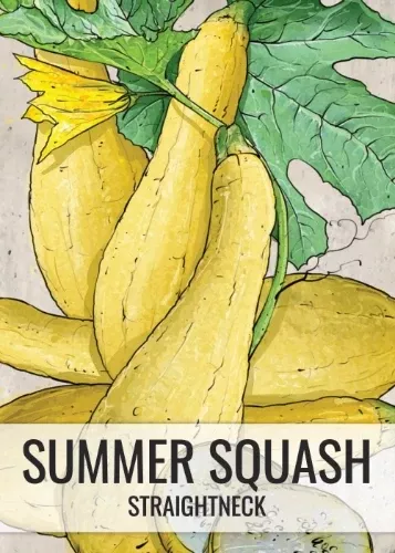 early-prolific-straightneck-summer-squash-seeds-planting-cucurbita-pepo Early Prolific Straightneck Summer Squash Seeds For Planting (Cucurbita pepo)