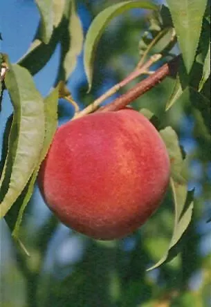 early-redhaven-peach Early Redhaven Peach