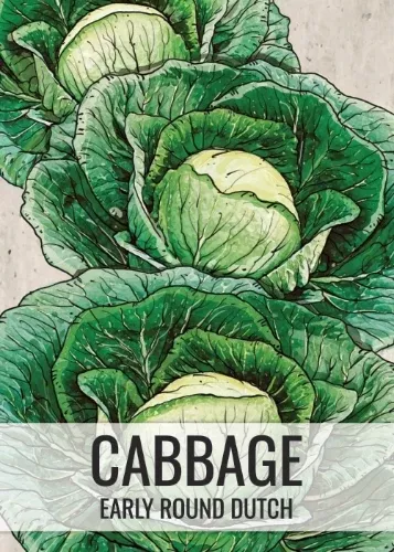 early-round-dutch-cabbage-seeds-planting-brassica-oleracea Early Round Dutch Cabbage Seeds For Planting (Brassica oleracea)