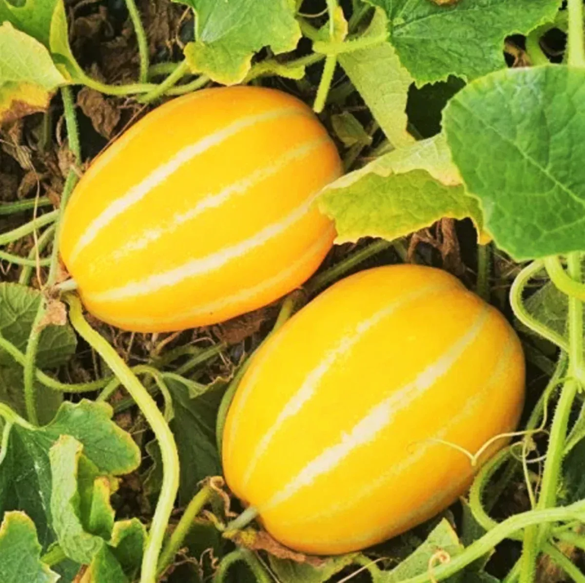 Early Silver Line Korean Melon