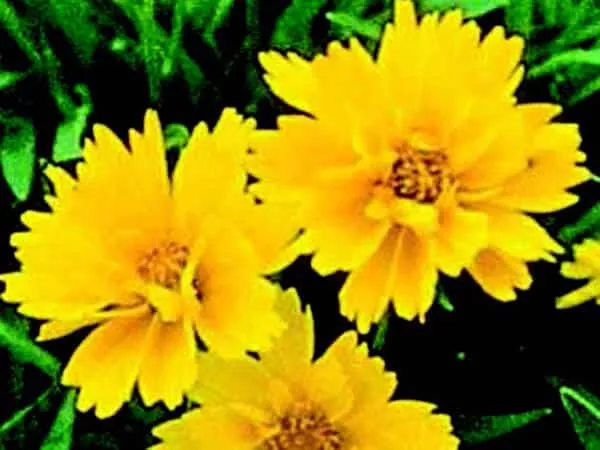 early-sunrise-coreopsis-seeds Early Sunrise Coreopsis Seeds