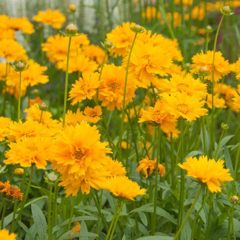 early-sunrise-coreopsis Early Sunrise Coreopsis