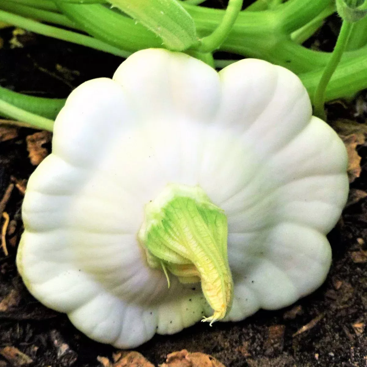 Early White Patty Pan (Bush Scallop Squash)