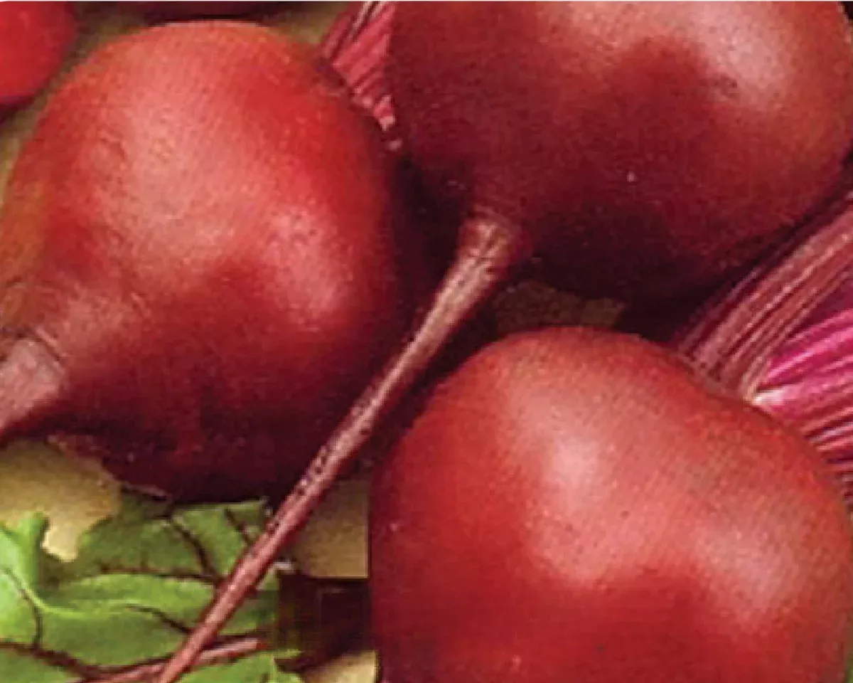 early-wonder-beet-seeds Early Wonder Beet Seeds
