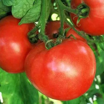 early-wonder-tomato Early Wonder Tomato
