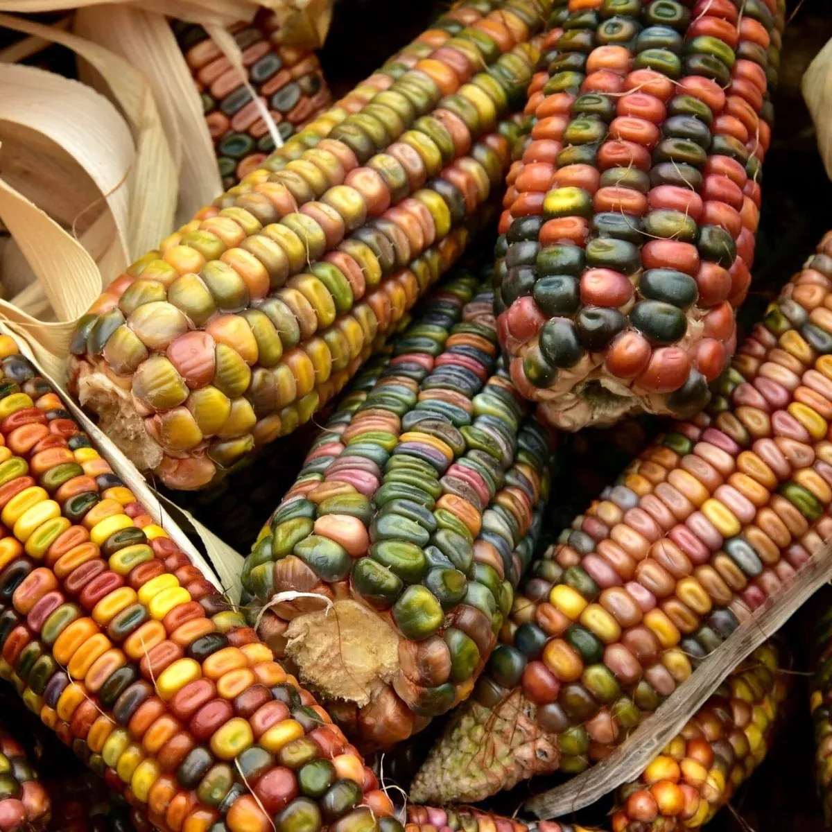earth-tones-dent-corn-ornamental Earth Tones Dent Corn Ornamental
