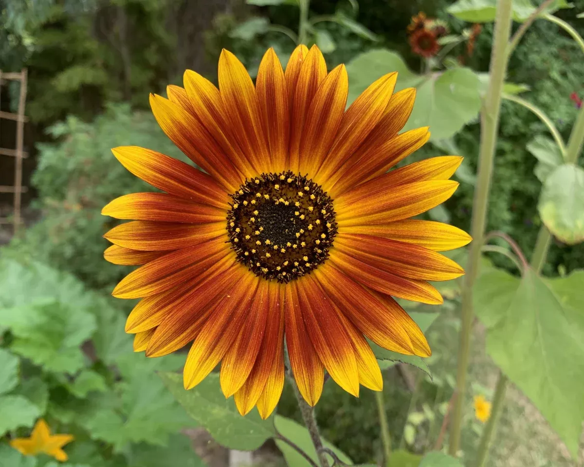earthwalker-tall-branching-sunflower-seeds Earthwalker Tall Branching Sunflower Seeds