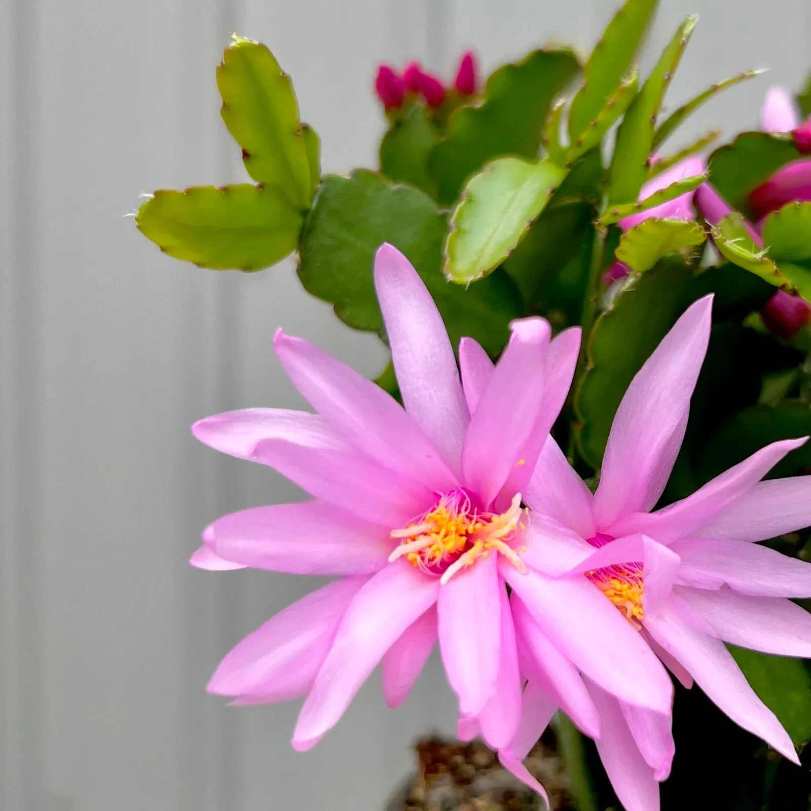 easter-cactus Easter Cactus