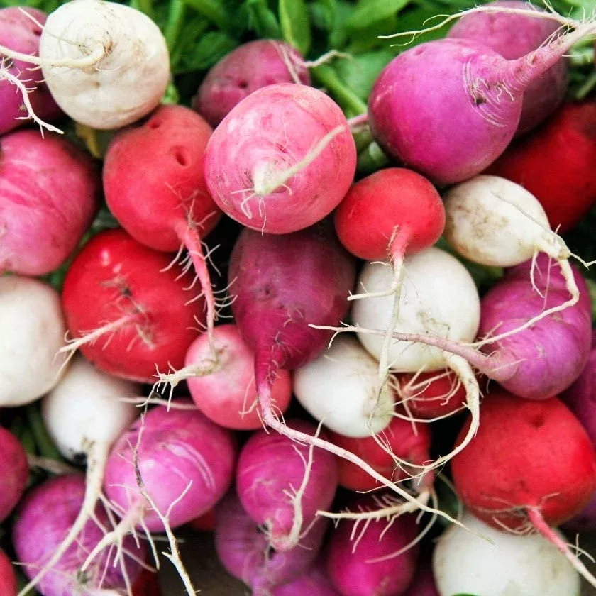 easter-egg-mix-radish Easter Egg Mix Radish