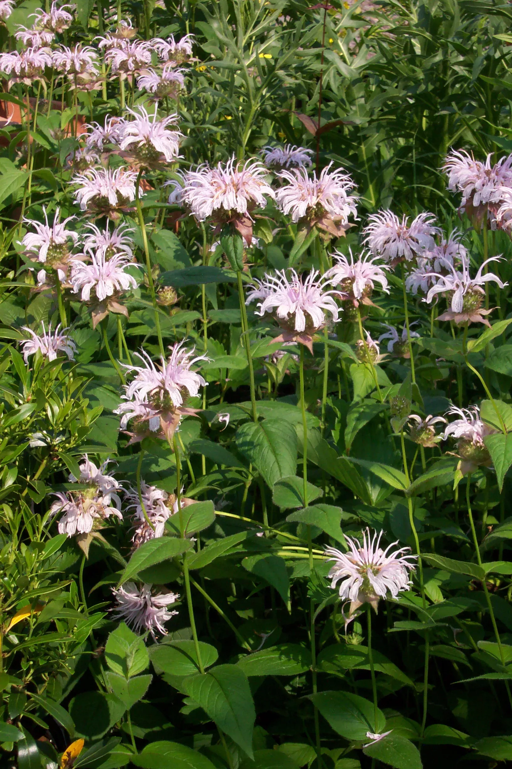 eastern-beebalm Eastern Beebalm