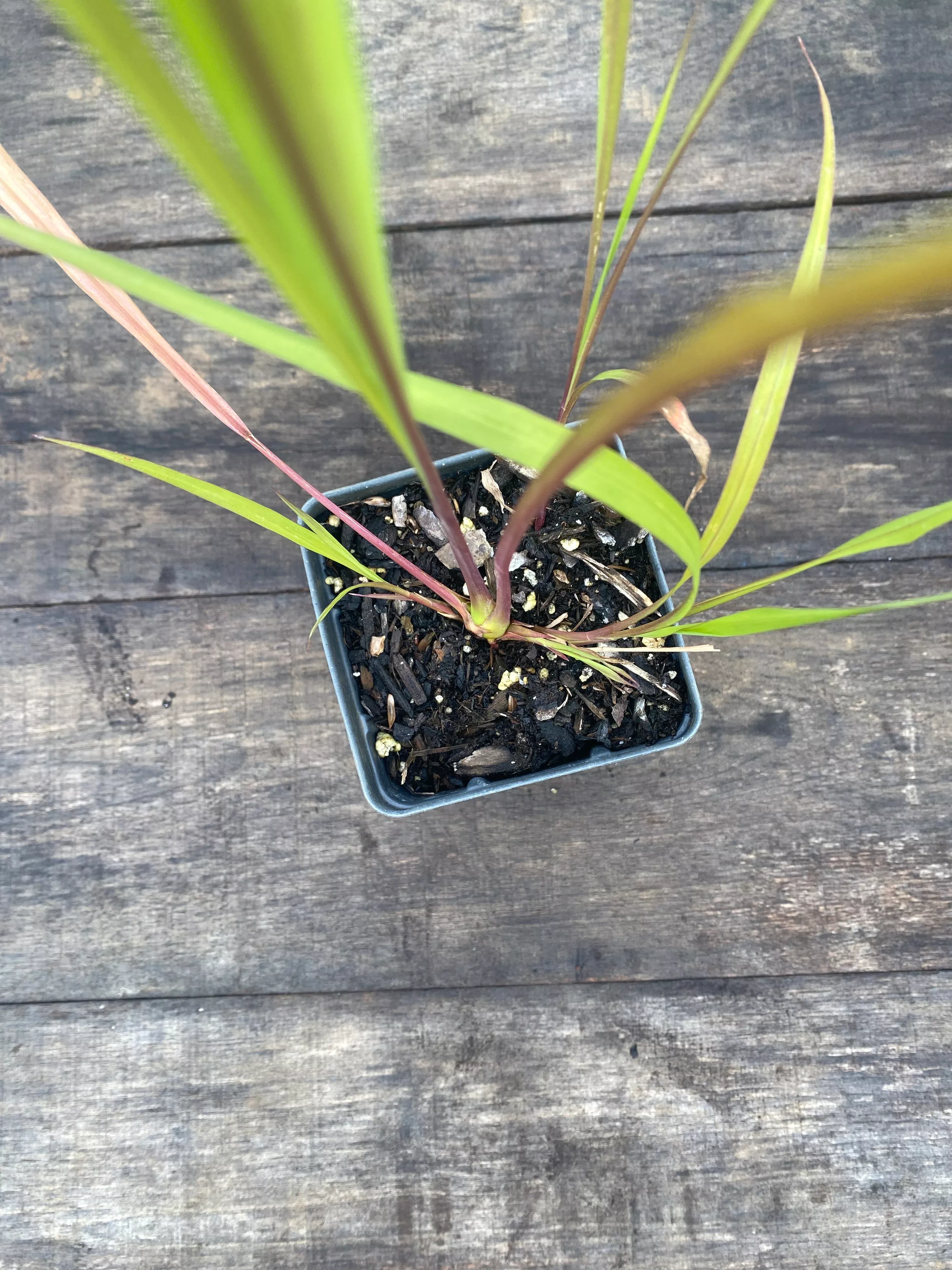 eastern-gamagrass Eastern Gamagrass