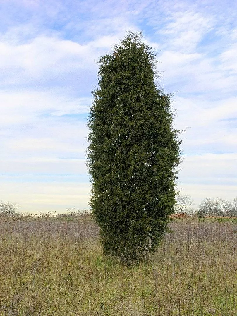 eastern-red-cedar Eastern Red Cedar
