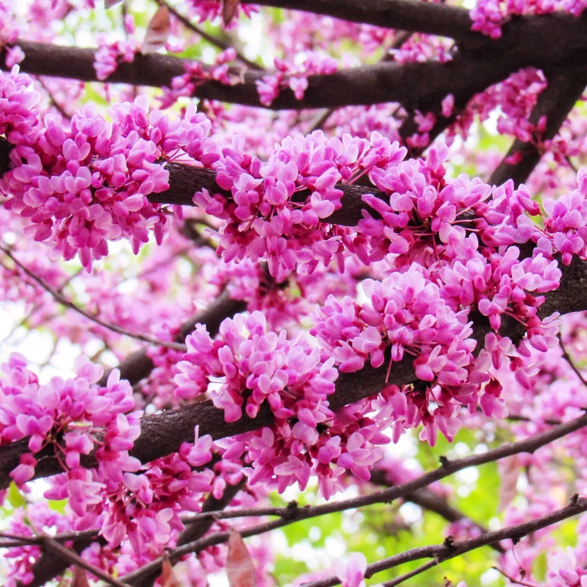 eastern-redbud-tree Eastern Redbud Tree