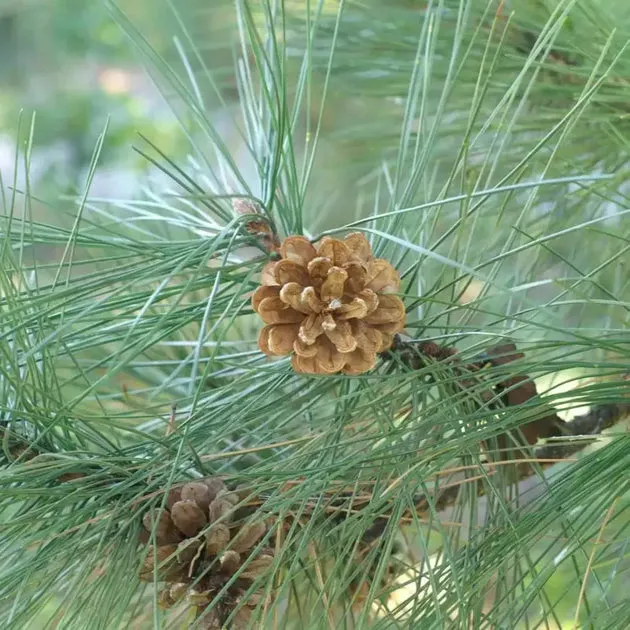 eastern-white-pine-seeds-pinus-strobus-20-seed-x-2-pack-packet-native-north-amer Eastern White Pine Seeds (Pinus strobus) 20-Seed x 2 Pack Packet, Native North American Evergreen Conifer Seeds for Outdoor Landscape, Windbreak or Reforestation Projects, Not Western White Pine or Indoor Bonsai