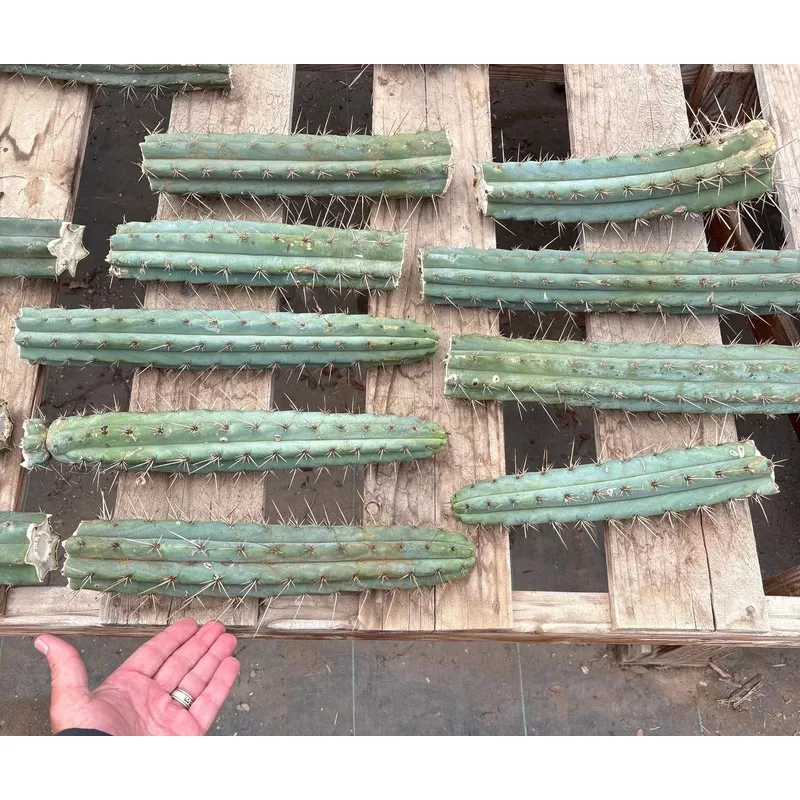 ec159-exact-trichocereus-bargain-bridgesoid-sunspine-tlc-cuttings-8-12 #EC159 EXACT Trichocereus Bargain Bridgesoid SunSpine TLC Cuttings 8-12