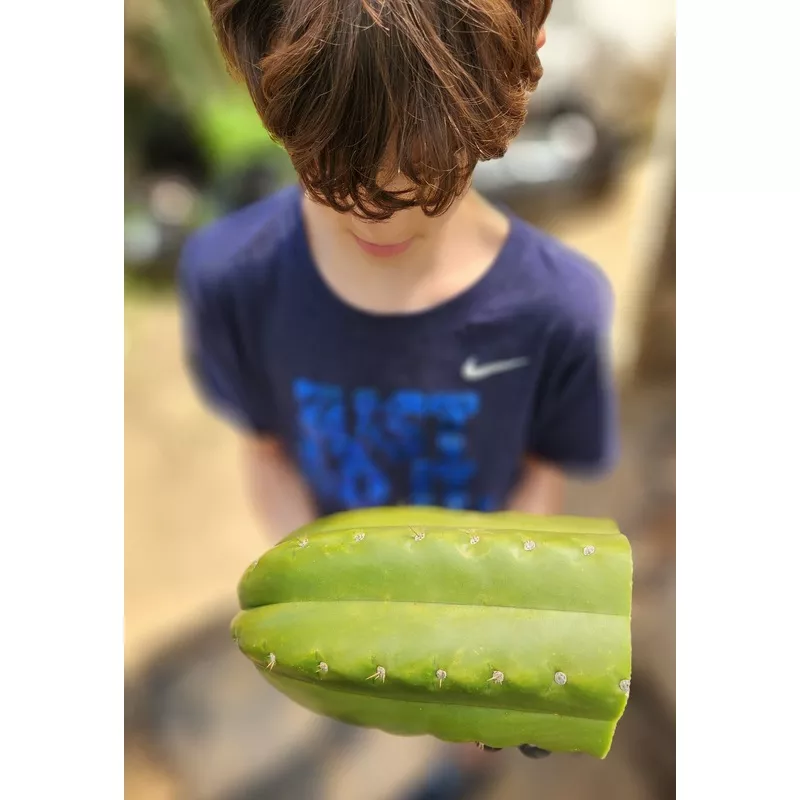ec300-exact-trichocereus-pachanoi-phat-pach-cactus-cutting #EC300 EXACT Trichocereus Pachanoi “Phat Pach” Cactus Cutting