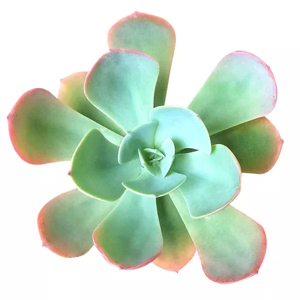 echeveria-blue-sky-succulent Echeveria Blue Sky Succulent