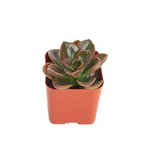 echeveria-melaco Echeveria Melaco