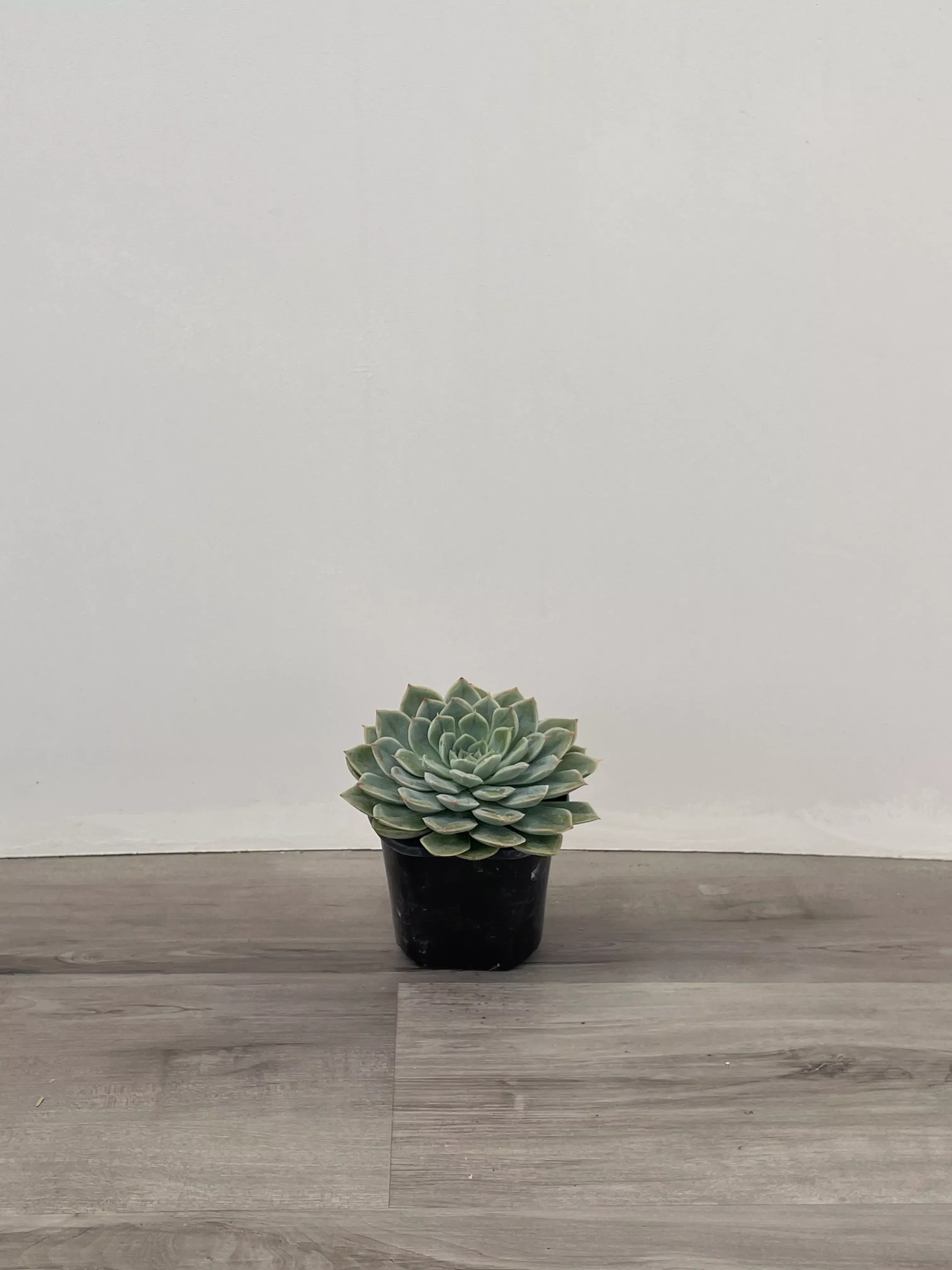 echeveria-succulent Echeveria Succulent