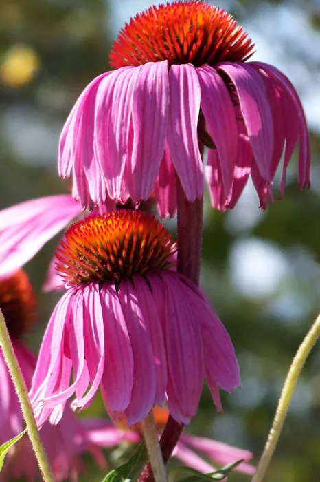 echinacea-angustifolia-narrow-leaf-coneflower Echinacea angustifolia - Narrow-leaf Coneflower
