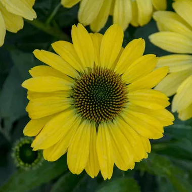 echinacea-canary-feathers-pp32653-30-ct-flat Echinacea 'Canary Feathers' PP32653 (30)ct Flat