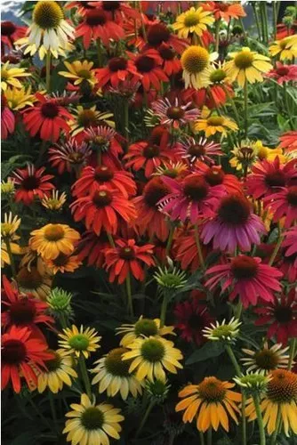 echinacea-cheyenne-spirit-30-ct-flat Echinacea 'Cheyenne Spirit' (30)ct Flat