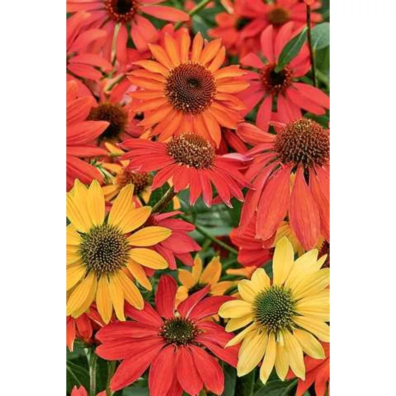 echinacea-cheyenne-spirit Echinacea - Cheyenne Spirit