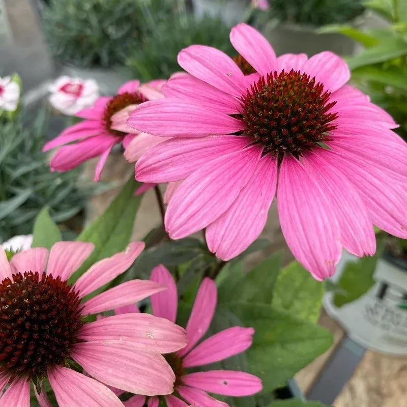 echinacea-fatal-attraction Echinacea - Fatal Attraction